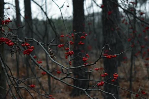 DSC 0358 Stock Photos