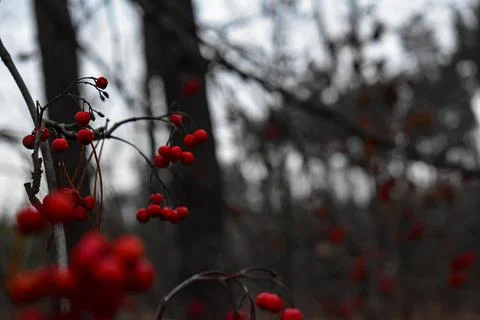 DSC 0362 写真素材