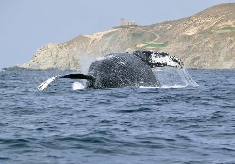 DSC 0362e (2) Foto stock