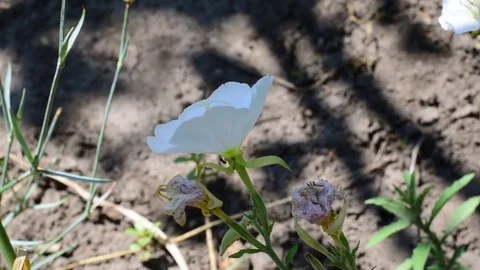 DSC 0476-summer flower Stock Footage 82592897