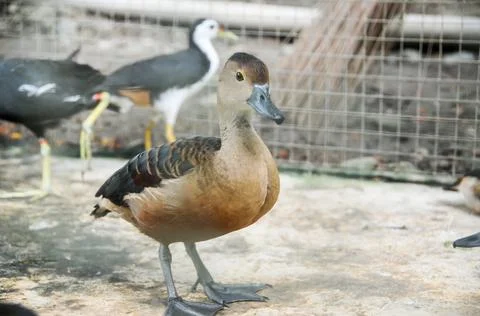 DSC 0501 Stock Photos