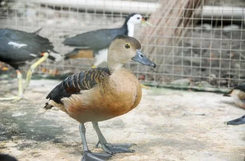 DSC 0505 Stock Photos