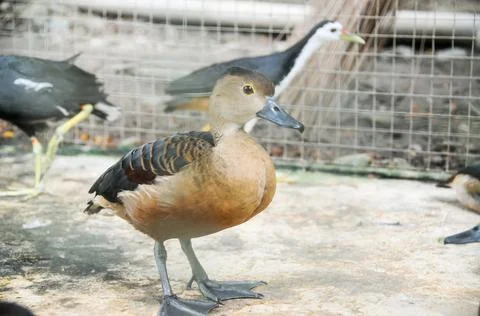 DSC 0506 Stock Photos