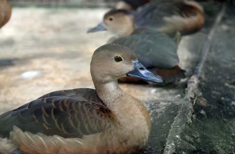 DSC 0507 Stock Photos