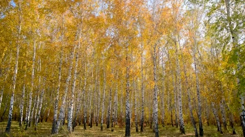 DSC 0632 Stock Footage 291037061