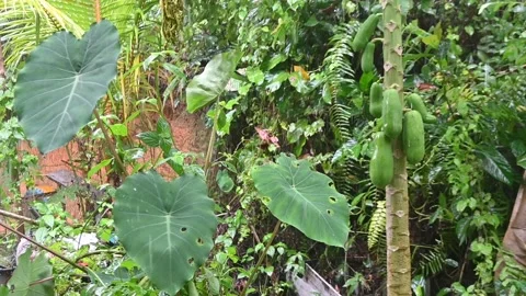 DSC 0650 Stock Footage 297475748