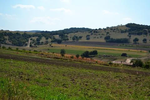 DSC 0804  Corn crops at the foot of the Dobrogea plateau Stock Photos