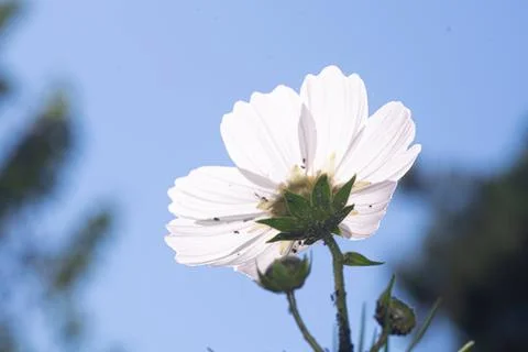 DSC 0819 Stock Photos