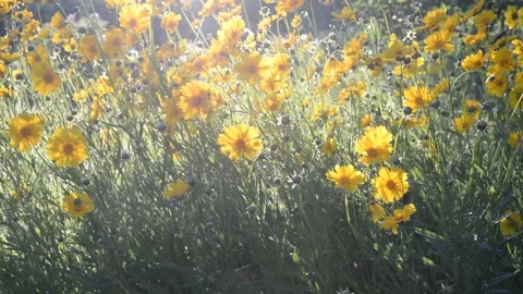 DSC 0878 Stock Footage 133880342