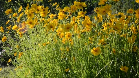 DSC 0880 Stock Footage 133880366