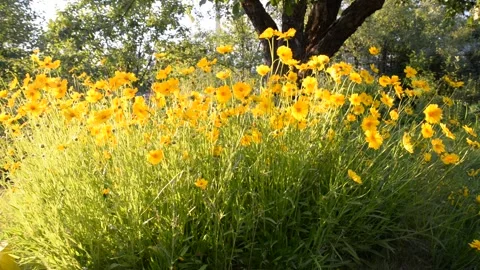 DSC 0881 Stock Footage 133880312