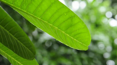 DSC 0900 Stock-Footage 22494645