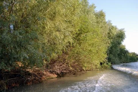 DSC 0909  Willow forest, a common landscape on the Lipovenilor Canal Stock Photos