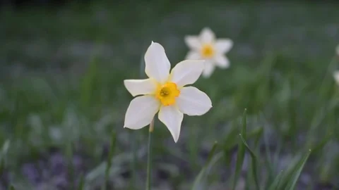 DSC 10 Stock-Footage 113276696