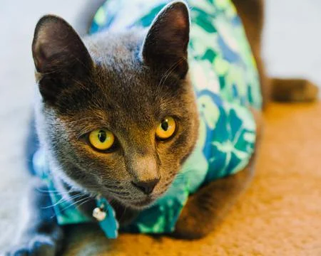 DSC 1022 Stock Photos