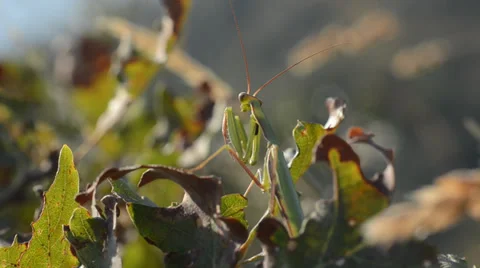 DSC 1026 Mantis mantis Riccardo Oggioni Stock Footage 33508952