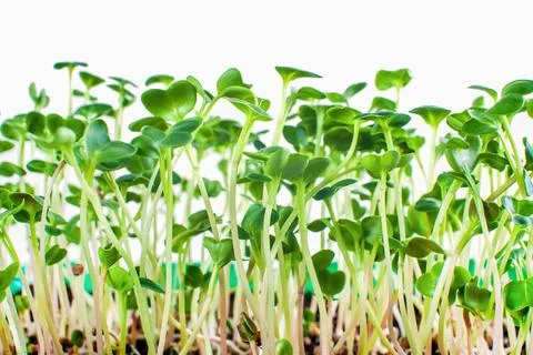 DSC 1108 Stock Photos