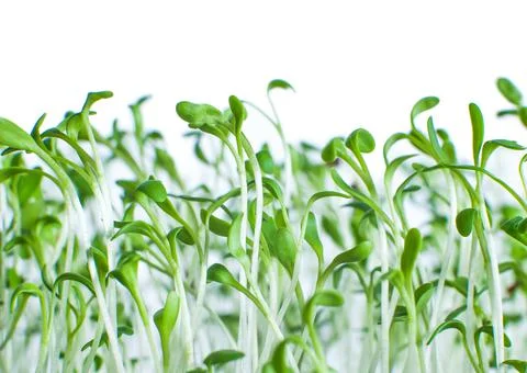 DSC 1158 Stock Photos