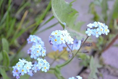 DSC 1370 Stock Photos