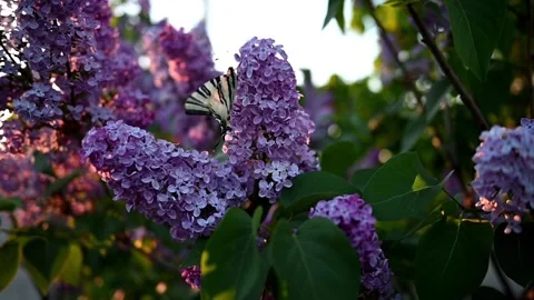 DSC 1393 5 Stock Footage 308823008