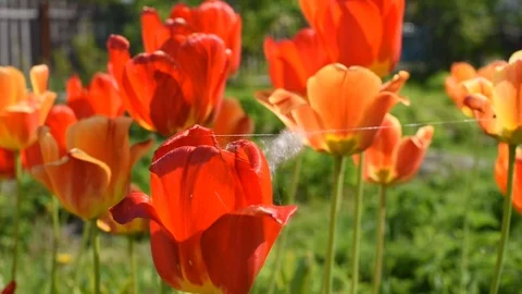 DSC 14 Stock-Footage 113276937