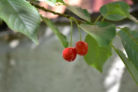 DSC 1619 Stock Photos