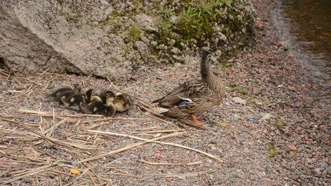 DSC 1799 Stock Footage 136423892