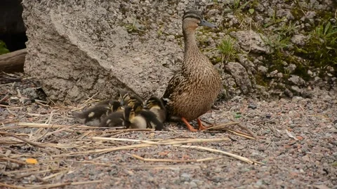 DSC 1805 converted Stock Footage 136423883