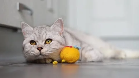 DSC 2554 1 Stock Footage 181582578