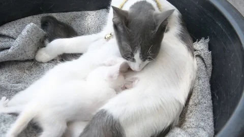 DSC 2586 Stock Footage 83800142