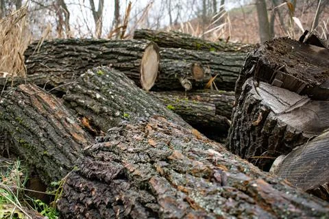 DSC 3056 写真素材