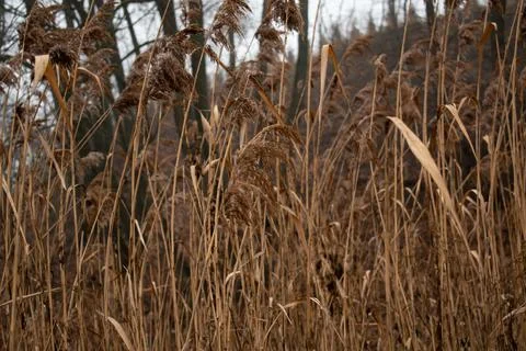 DSC 3079 Stock Photos