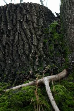 DSC 3092 写真素材