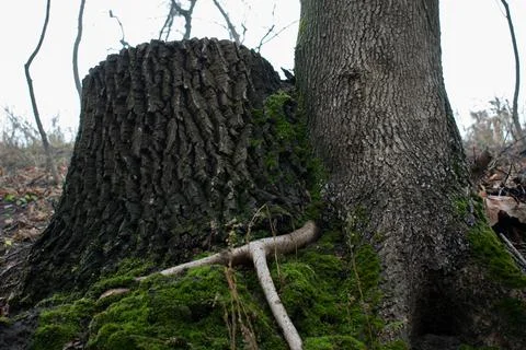 DSC 3093 Stock Photos