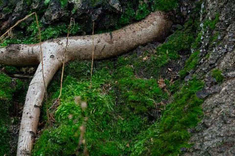 DSC 3095 Stock Photos