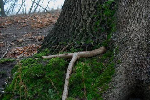 DSC 3097 Stock Photos