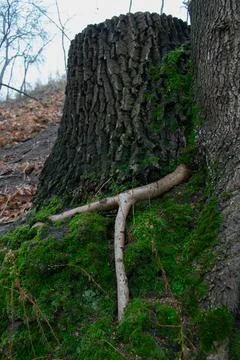 DSC 3100 Stock Photos