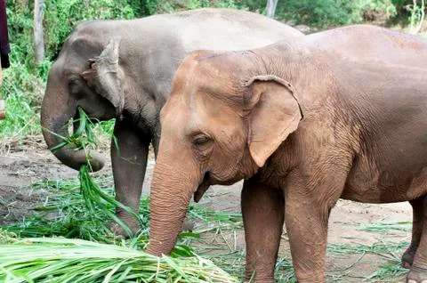 DSC 3139 Stock Photos