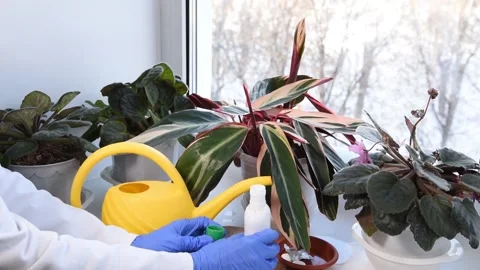 DSC 3467 Stock Footage 148727082