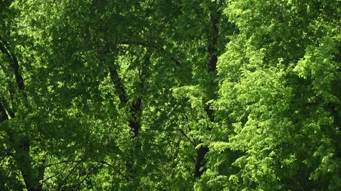 DSC 3766 Stock Footage 131083857