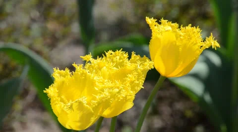 DSC 4044 動画素材 23301860