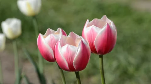 DSC 4148 動画素材 23303686