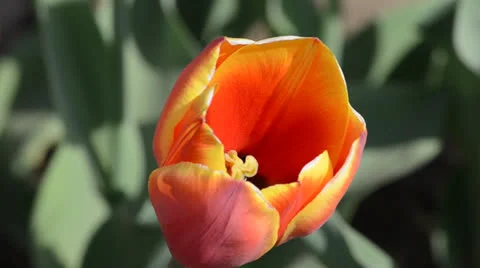 DSC 4150 動画素材 23303731