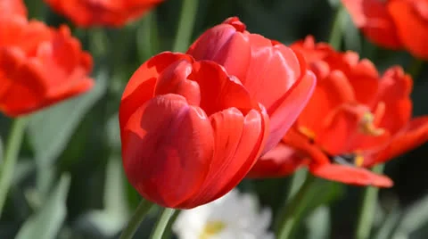 DSC 4152 動画素材 23303761