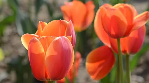 DSC 4154 動画素材 23303823