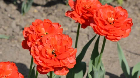 DSC 4155 動画素材 23303846