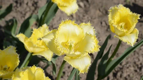 DSC 4156 動画素材 23303918