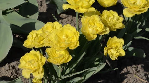 DSC 4158 動画素材 23303988