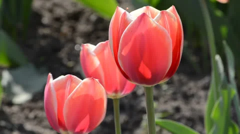 DSC 4159 動画素材 23304058