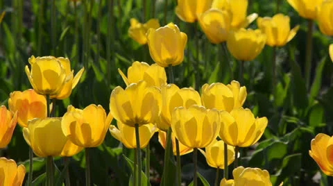 DSC 4160 動画素材 23304114